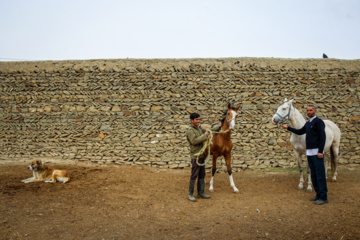 Les chevaux turkmènes de race pure dans la province du Khorasan du Nord