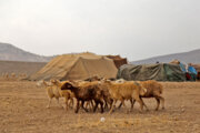 کوچ زودهنگام عشایر خراسان شمالی آغاز شد