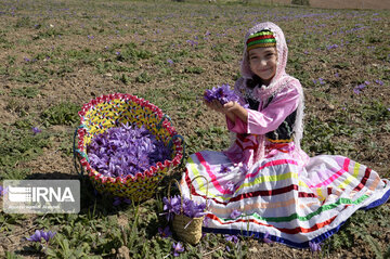 Saffron harvest in Iran