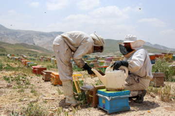 Bee  Breeding