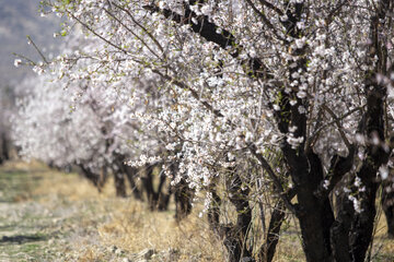 شکوفه های زمستانی در دریاچه مهارلو