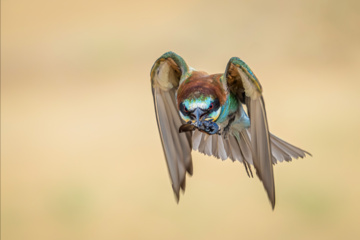 Birdwatching in Iran