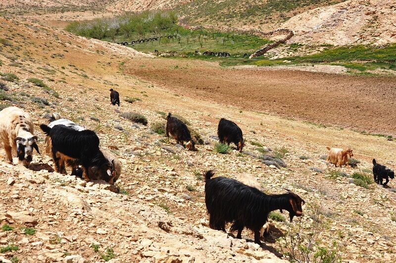 پوشش گیاهی قشلاق و ییلاق سمیرم مناسب چرای دام عشایر نیست