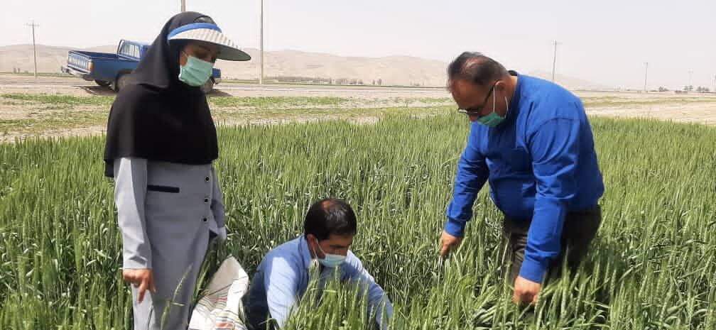 جهاد کشاورزی فسا:‌گندمکاران به سمپاشی علیه پوره سن اقدام کنند 