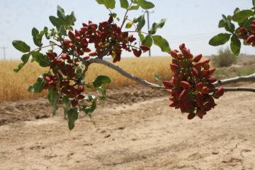 تصاویر باغ پسته در سمنان