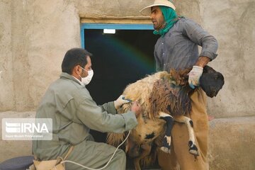 دامهای عشایر سبزوار در مقابل تب برفکی واکسینه شدند