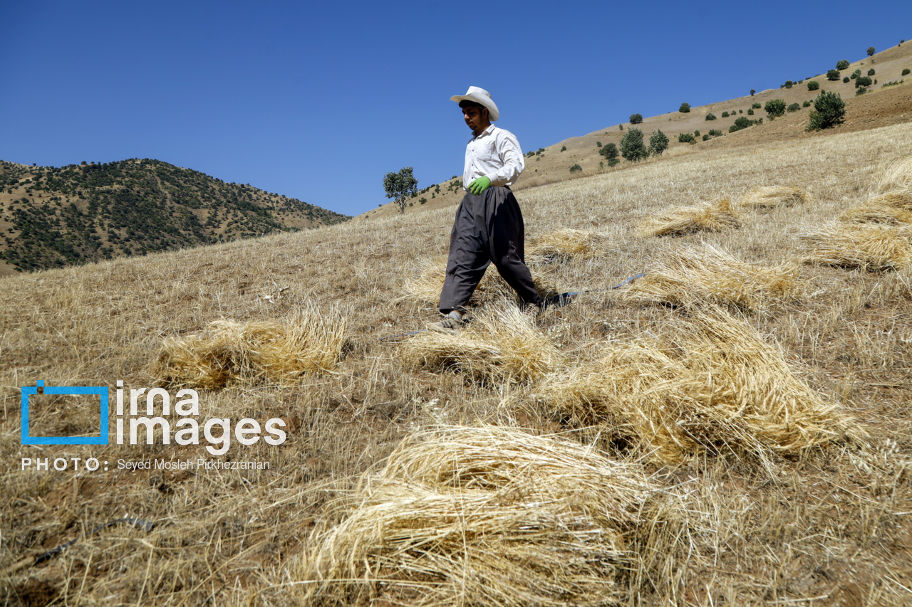 برداشت سنتی گندم از مزارع کردستان