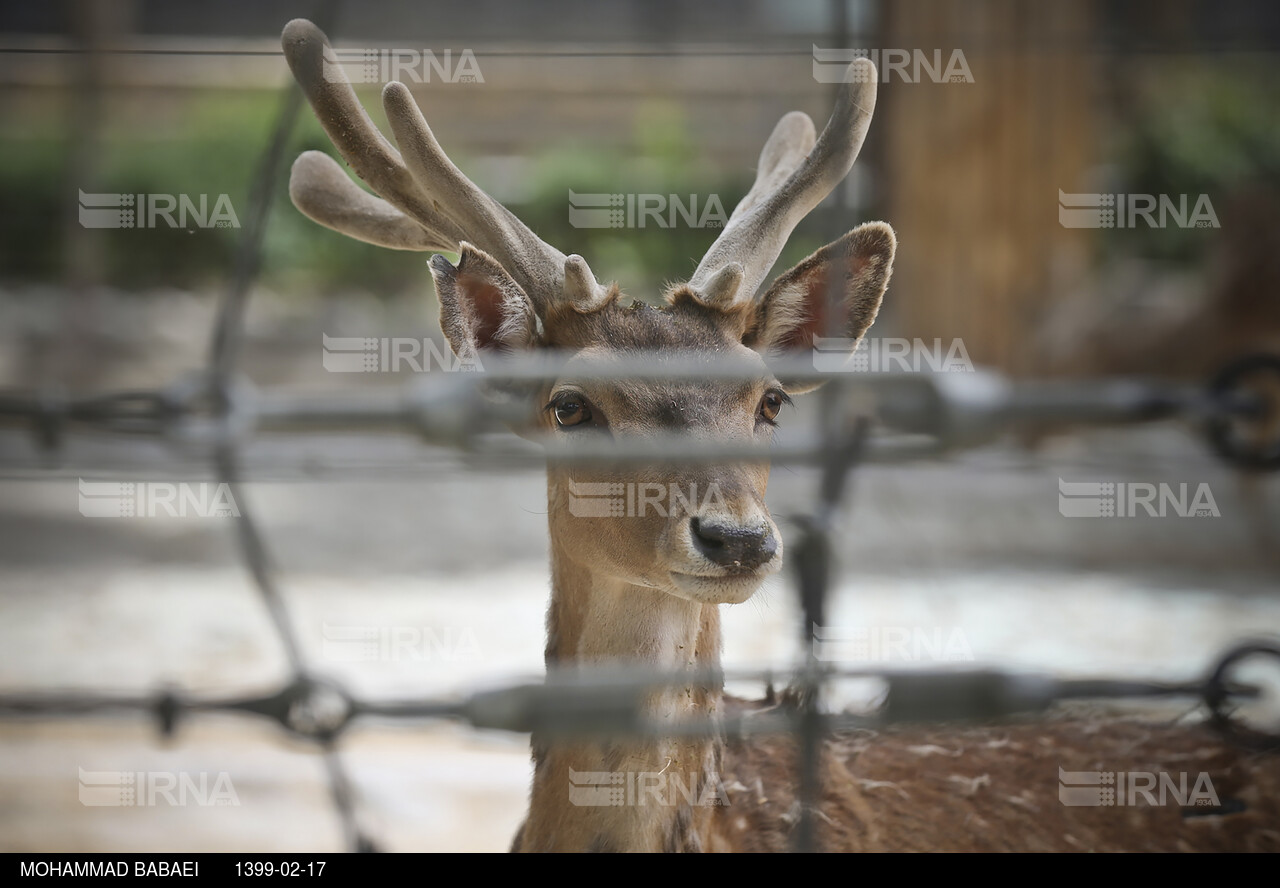 باغ وحش پارک ارم تهران