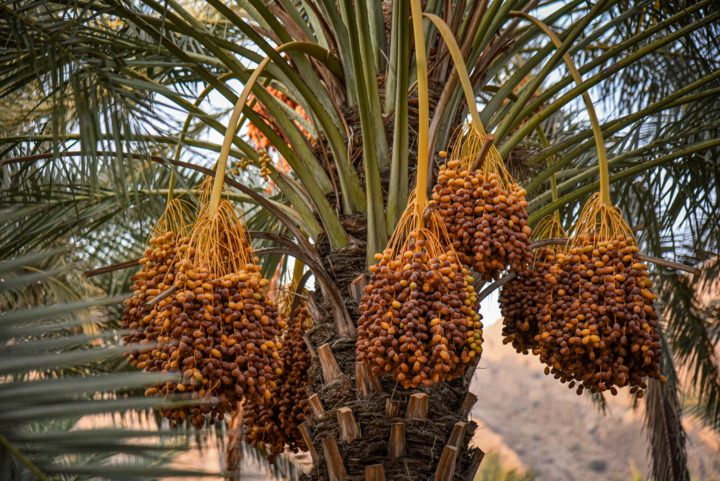 برداشت خرمای زاهدی