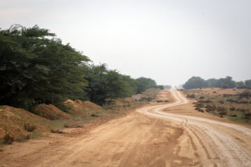 مالچ پاشی در خوزستان