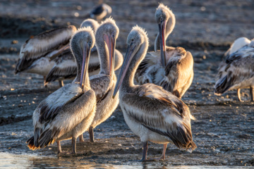 World Migratory Bird Day