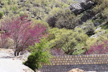 بهار زیبا در دره ارغوان