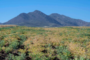 برداشت نخود در شهرستان دلفان