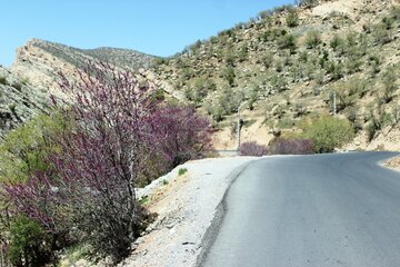 بهار زیبا در دره ارغوان