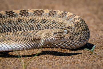 خوزستان کےعلاقے چمیم کی وائلڈ لائف - سینگوں والا سانپ
(Pseudocerastes persicus) 