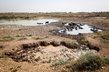 گاومیش از جانداران وابسته به آب است. این پستاندار باید در منطقه‌ای پر آب با شرایط مناسب و سالم زندگی کند. با بروز کم‌آبی و خشکسالی طی ۴ و ۵ سال اخیر، این جانداران دچار مشکلات زیست‌محیطی فراوانی شده‌اند. گاومیش در روز چند مرتبه نیاز به آب‌تنی به دلیل حرارت بالای بدن خود دارد. اخیرا گودال‌ها با آب فاضلاب، آب شور و پس‌آب‌های کشاورزی که به مناطق مورد آبتنی این جانداران می‌ریزد، آلوده شده‌اند.