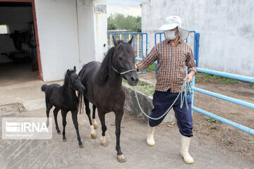 Caspian horse