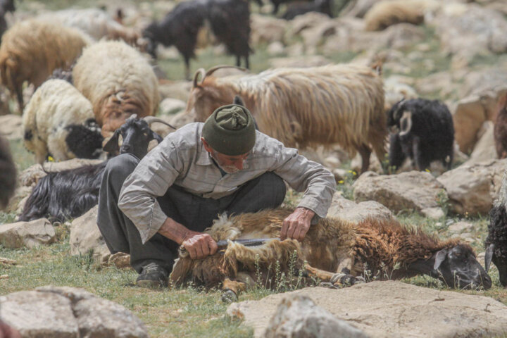 کوچ عشایر مهاباد به مناطق ییلاقی آغاز شد