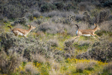 Iranian goitered gazelle