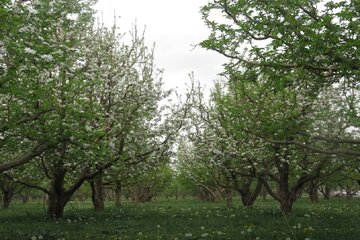 شکوفه باران باغات گیلاس اشنویه