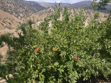 طبیعت زیبای بخش کلاشی