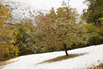 خودنمایی زمستان در پاییز