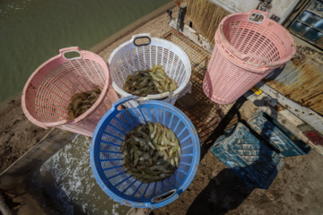 Cosecha de camarones en Chavibdeh 