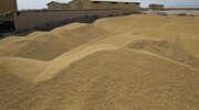 ۵ مرکز خرید گندم در میاندوآب ایجاد شد