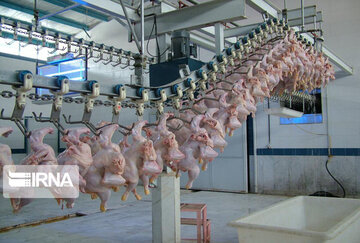 سه هزار تن گوشت مرغ در کشتارگاههای ارومیه استحصال و روانه بازار شد