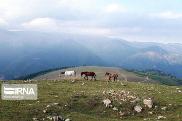 Caspian horse