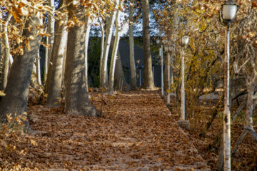 Autumn leaves in Pahlavanpur Garden