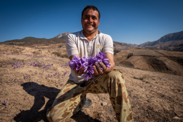 Cosecha de azafrán en el norte de Irán