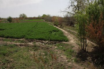 کوچه باغ های سمنان در بهار 1400