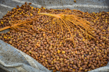 برداشت خرمای زاهدی