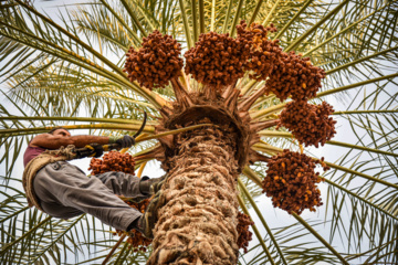 برداشت خرمای زاهدی