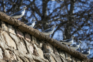 Chiraz accueille des mouettes