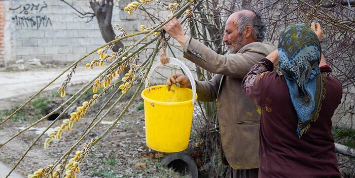 غنای گیاهان دارویی در آذربایجان غربی فرصت طلایی بهبود معیشت کشاورزان