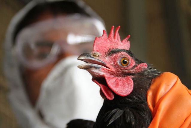 علت تلف‌شدن ۱۶ هزار قطعه مرغ گوشتی در مهدیشهر آنفلوآنزا نبود