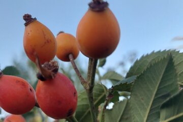 جلوه هایی از رویش گل نسترن در اشنویه