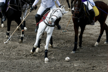 Coupe Lotus de la Ligue Nationale de polo