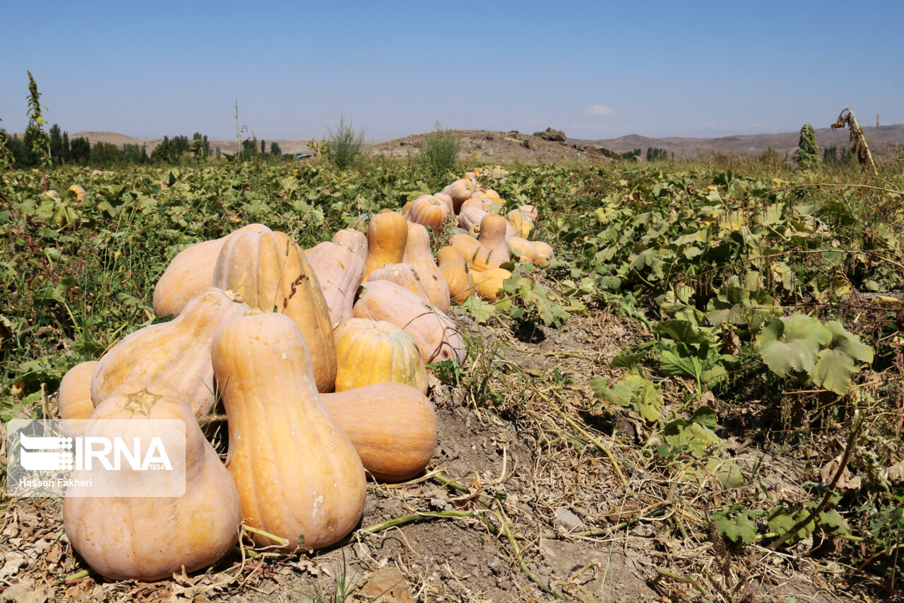 صادرات ۲۶۰ تُن کدو حلوایی‌ کازرون به روسیه