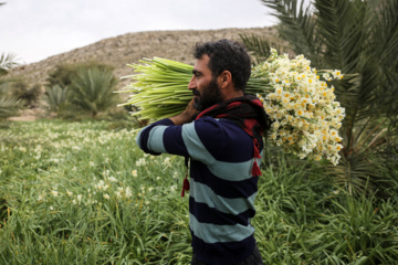 برداشت گل نرگس در کازرون