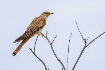 Wildlife of Chamim Region