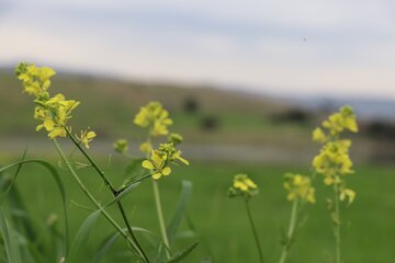 چشم اندازهایی از بهار در طبیعت اندیکا