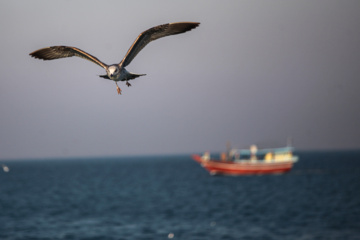 Pesca de camarones y peces en el Golfo Pérsico