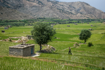 Terraced cultivation of rice in northern Iran