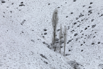 سپیدپوش شدن مناطق کوهستانی کردستان