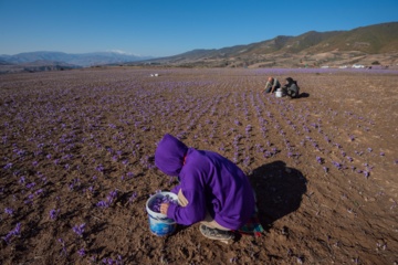 Cosecha de azafrán en el norte de Irán