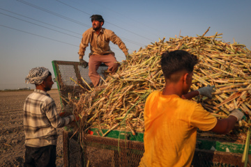 کشت نیشکر