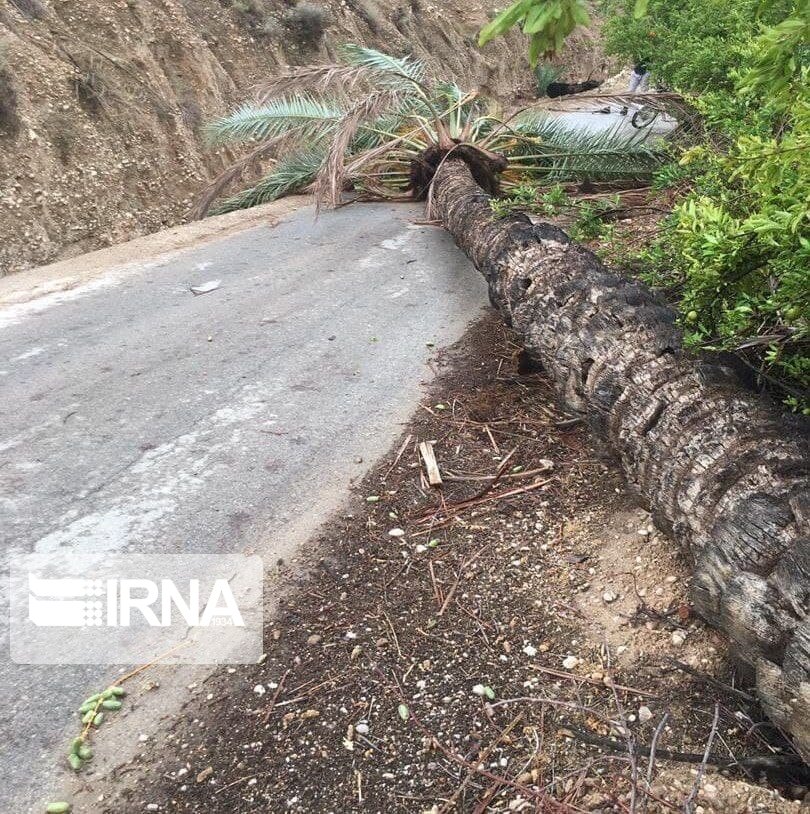 خسارات باران و تندباد به کشاورزی جهرم  ۵۰۰ میلیاردریال برآورد شد